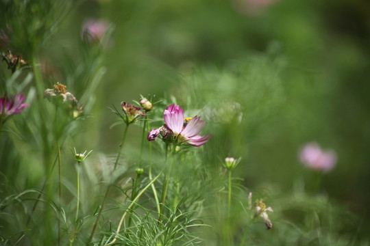 小菊花