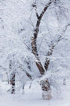 冬雪