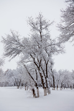 冬雪