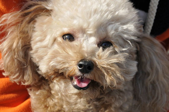 貴賓犬