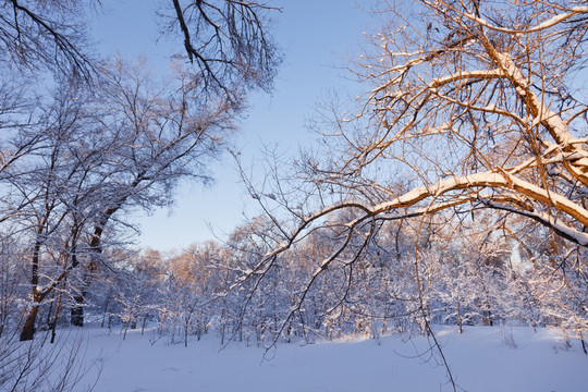 冬雪