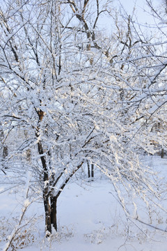 雪景