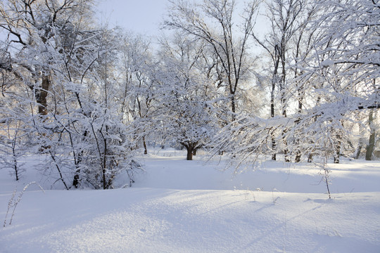冬雪