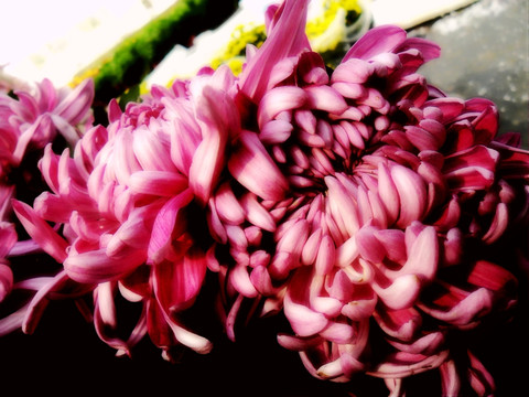 菊花綻放