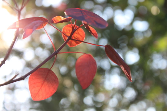 陽光下的紅葉