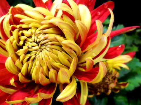 菊花綻放