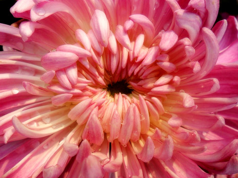 菊花盛開(kāi)