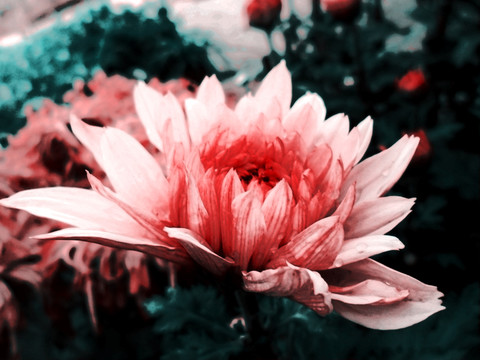 素雅菊韻