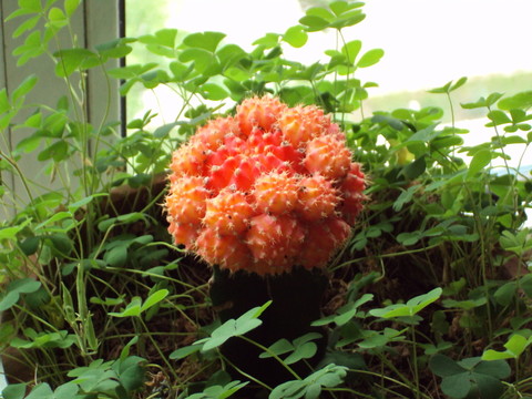 仙人掌