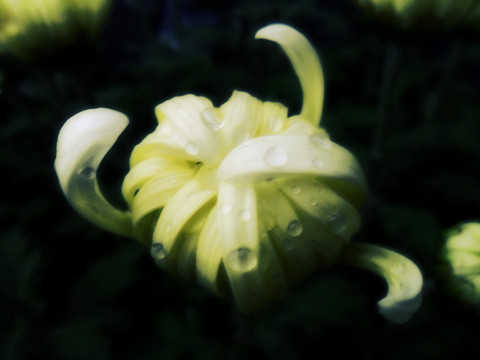 菊韻秋色