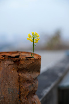 油菜花
