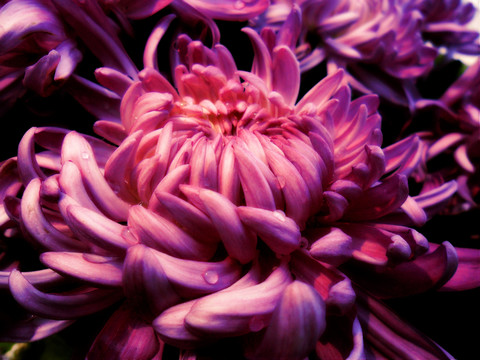 紫色菊花