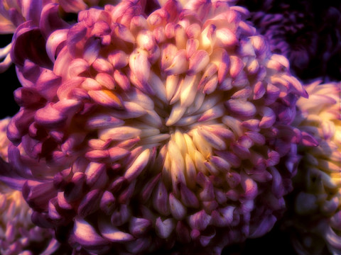 菊花開放