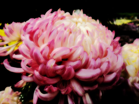 唯美菊花攝影