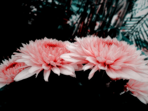 唯美菊花攝影