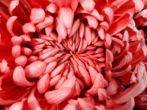唯美菊花