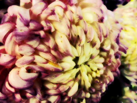 菊花燦爛