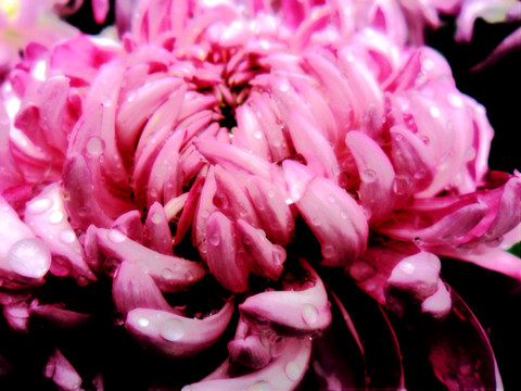 紫色菊花