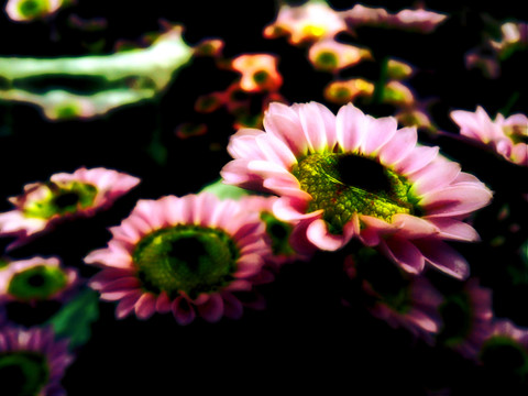 唯美菊花