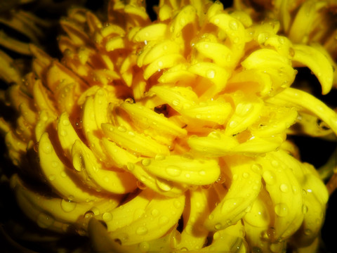 黃色菊花