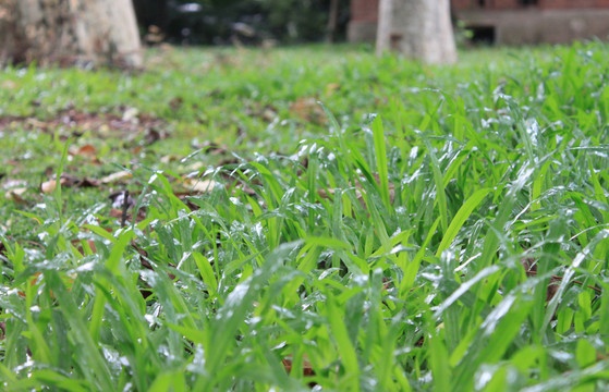 雨后草地