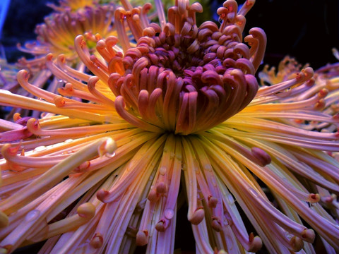 菊花秋色