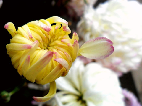 菊花