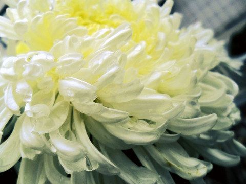 菊花秋色