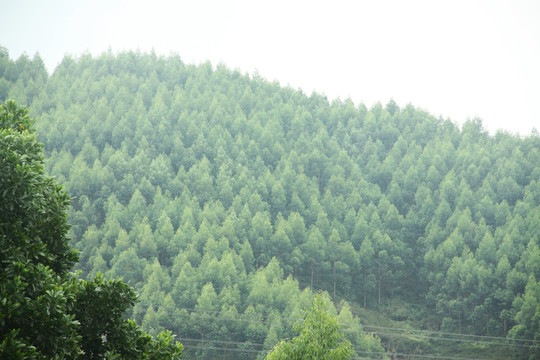 樹林