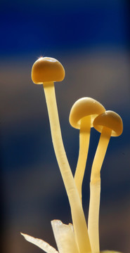 金針菇