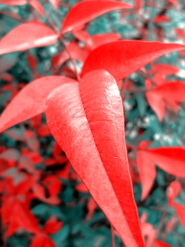紅色樹葉
