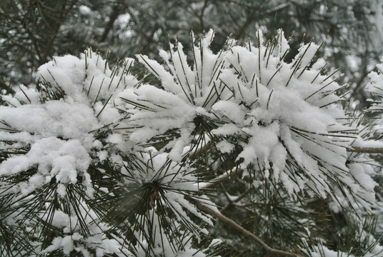 雪景