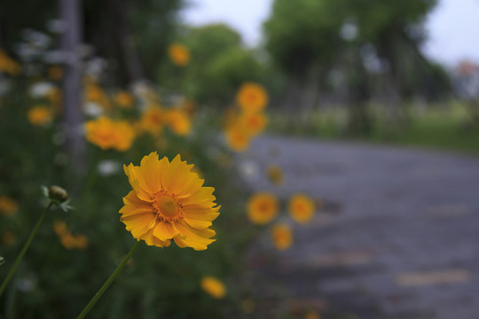 金雞菊