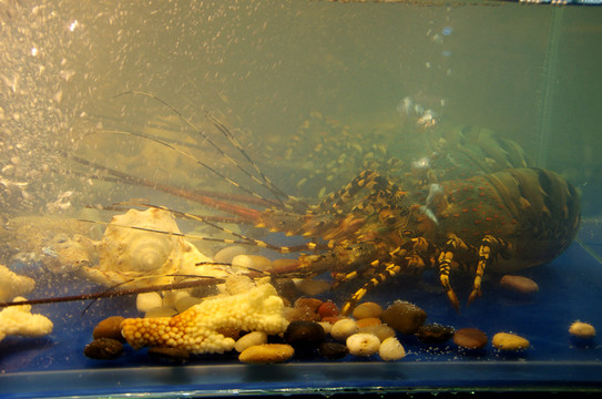 墨魚 烏賊 魷魚