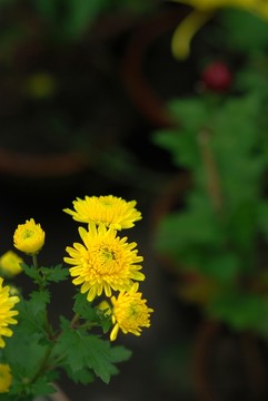 菊花