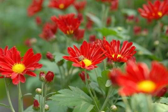 菊花