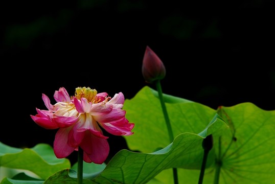 荷花