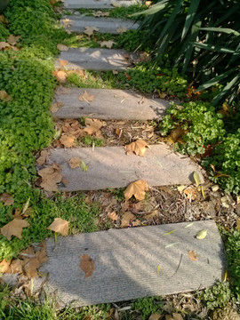 草叢小道