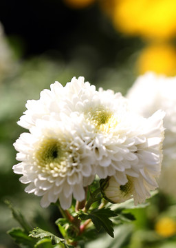 菊花
