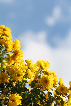 菊花