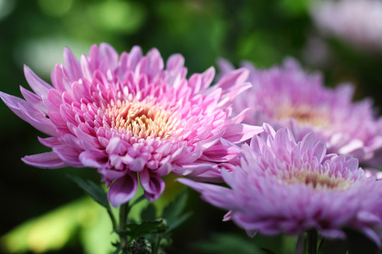 菊花