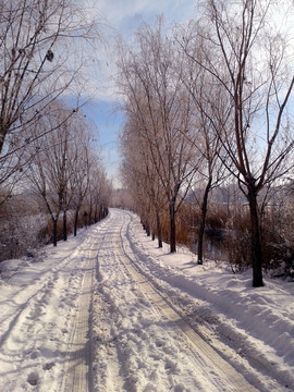 柳林小路