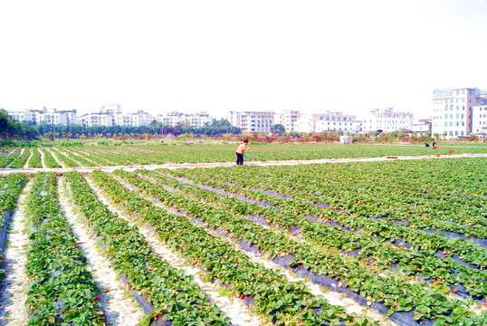 草莓園