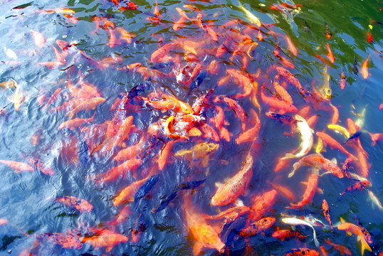 水池觀賞魚