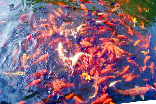 水池觀賞魚