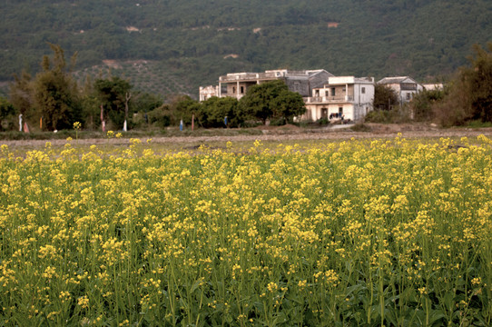 油菜花