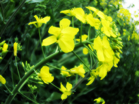 油菜花盛開