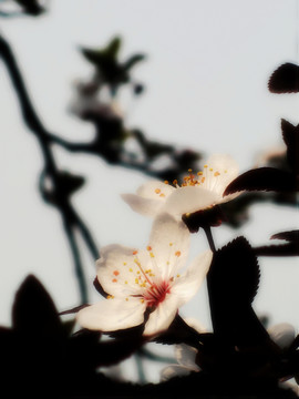 花兒開放