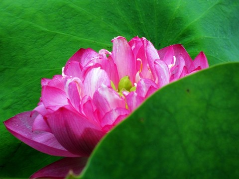 荷花韻味