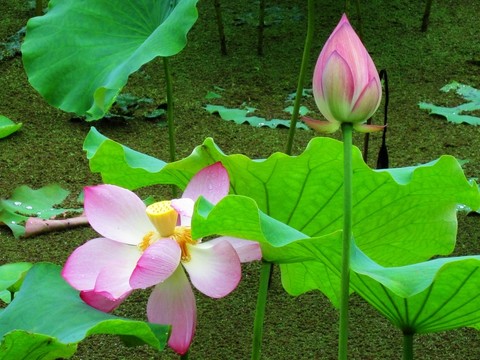 荷花唯美